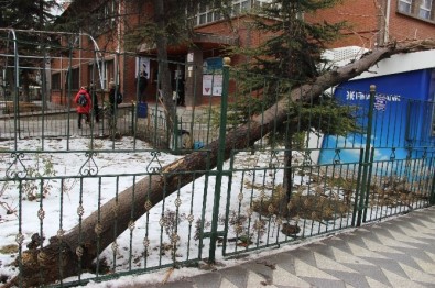 Eskişehir'de Bir Okul Bahçesindeki Ağaç Devrildi