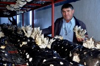 İNSAN VÜCUDU - Üzümü Bıraktı Mantar Üretimine Başladı