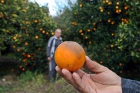 SOĞUK HAVA DALGASI - Kışın Vazgeçilmezi Portakalı Don Vurdu