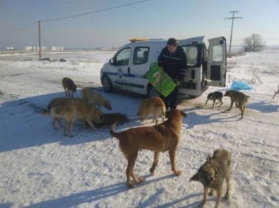 Marmaraereğlisi'nde Karla Mücadelede Sokak Hayvanları Unutulmadı