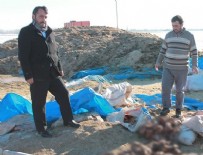 Niğde'de 500 koyun, ölü kuzu doğurdu