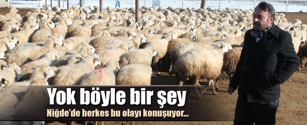 Niğde'de 500 koyun, ölü kuzu doğurdu