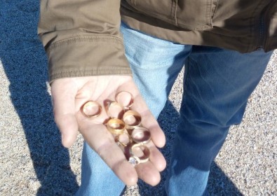 Ziynet avcıları sahillere akın etti