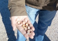 KLEOPATRA - Ziynet avcıları sahillere akın etti