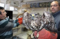 YIRTICI KUŞ - Kara Kış Yırtıcı Kuşları Da Vurdu