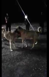 Köpek Dövüştürüp Sosyal Medyada Paylaşan Kişiye 5 Bin Lira Ceza