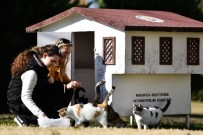HAYVAN SEVERLER - Muratpaşa Belediyesi, 18 Yeni Kedi Evi Yerleştirdi