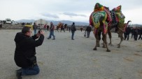 Deve Güreşini Fotoğraflamak İçin Çanakkale'den Geldi