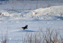 Kars'ta Tilkilerin Av Mesaisi Başladı