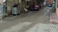 ÇAY OCAĞI - Sandıklı'da 'Kuduz' Alarmı