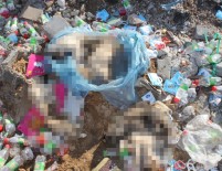 KÖPEK YAVRUSU - Çöplükte yavru köpeklerin ölü bedenleri bulundu!