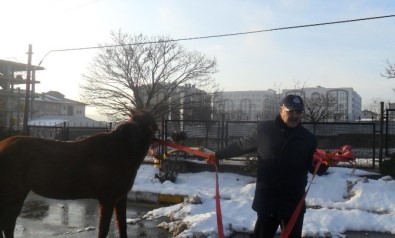 Gebze'de Sahipsiz Hayvanlar Toplanıyor