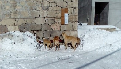 Karda Yiyecek Bulamayan Köpeklere Köylüler Sahip Çıktı