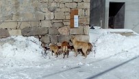 HALİT ARSLAN - Karda Yiyecek Bulamayan Köpeklere Köylüler Sahip Çıktı