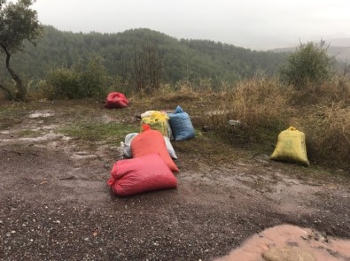 Milas'ta Zeytin Hırsızına Suçüstü