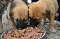 ALTUNTAŞ - Yardım Gönüllüleri Hayvan Barınağı Ziyareti