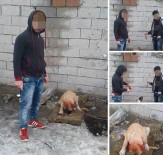 HAYVANLARI KORUMA DERNEĞİ - Savcılık Soruşturma Başlattı