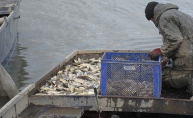 Elazığ'da 200 Kilogram Kaçak Balık Yakalandı