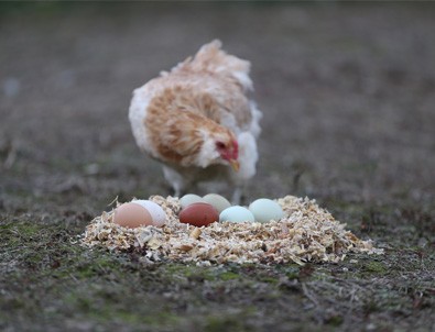 'Yeşil yumurtlayan tavuk' karaborsa oldu
