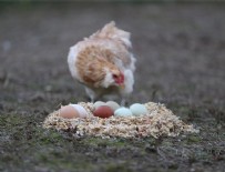 KARABORSA - 'Yeşil yumurtlayan tavuk' karaborsa oldu