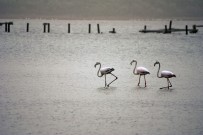 İBRAHIM KÖKSAL - Milas Tuzla Cazibe Merkezi Oluyor