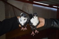 MUHARREM DİNÇ - Hırsızlarından Korkan Arkadaşlar, Güvercinlerini Saklamaya Başladı