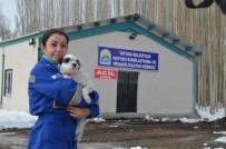 HAYVAN HAKLARı FEDERASYONU - Tatvan'da Hayvan Hastanesi Kuruldu