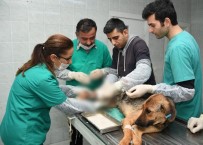 HAYVAN BAKIM EVİ - Trafik Kazası Geçiren Köpek Ve Yavrularına Belediye Sahip Çıktı