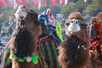 İSMAIL ALTıNDAĞ - Bodrum'da Deve Güreşleri Yoğun İlgi Gördü