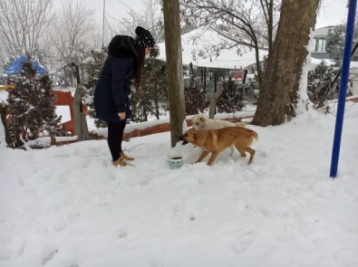Edirne Belediyesi Sokak Hayvanlarını Unutmadı