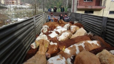 Rize Gıda Tarım Ve Hayvancılık İl Müdürlüğü Tarafından Vatandaşlara 30.5 Milyon TL Hibe Desteği Sağlandı