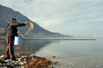 YABAN ÖRDEĞİ - Belediye Göl Kıyısına Kuşlar İçin Yem Bıraktı