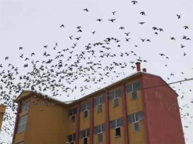 Aç Kalan Kuşlar Çareyi Yem Fabrikasına Sığınmakta Buldu