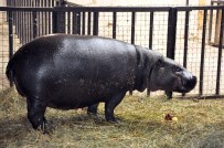 DARICA HAYVANAT BAHÇESİ - Nesli Tükenmekte Olan Cüce Su Aygırının Yeni Üyesi Darıca'da Dünyaya Gelecek