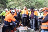 İŞ KAZASI - Zonguldak'da Uygulamalı Ağaç Kesme Eğitimi Verildi