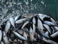 BALIK FİYATLARI - Balık fiyatları yükselişe geçti