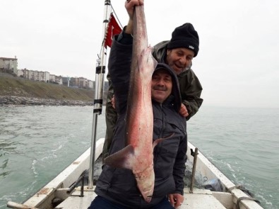 Alaplı'da Balıkçıların Ağına Köpekbalığı Takıldı