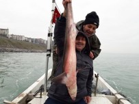 KÖPEK BALIĞI - Alaplı'da Balıkçıların Ağına Köpekbalığı Takıldı