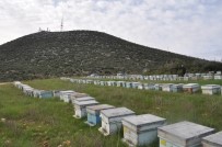 KREDİ DESTEĞİ - Mersin'in Orman Köylülerine Bakanlıktan 3,99 Milyon TL Kredi Desteği