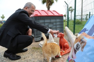 Mezitli Belediyesi, Hayvan Bakımevi Yapıyor