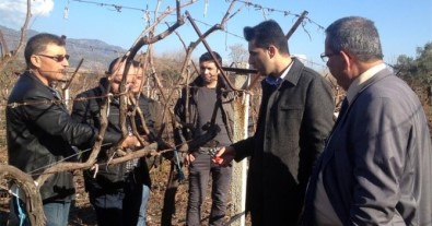 Buharkent'te Üzüm Üreticilerine Eğitim Verildi