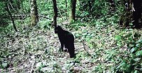 ÇAKAL - Küre Dağları'nda Siyah Yaban Kedisi Görüntülendi