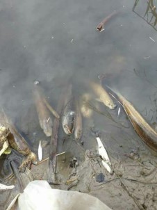 Porsuk'ta Toplu Balık Ölümleri Sürüyor