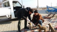 HAYVAN SEVERLER - Kırkağaç'ta Sahipsiz Köpeklere Sağlık Kontrolü