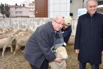 MERINOS - Koyun Yetiştiricilerine Damızlık Koç Dağıtıldı