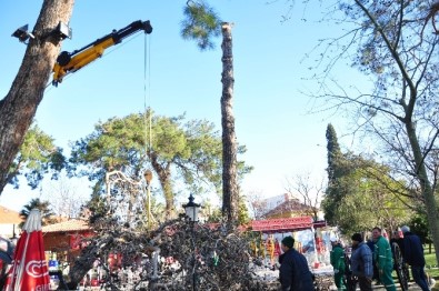 Milas'ta 100 Yıllık Ağaçlar Kesildi