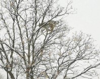 VAŞAK - Tunceli'de Görüntülendi