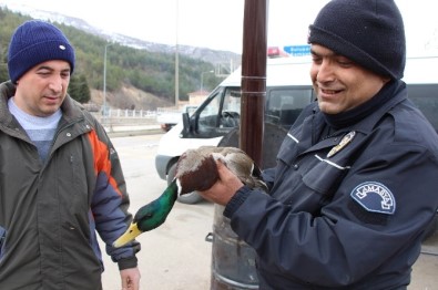 Yaralı Ördeğe Polis Şefkati