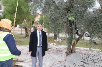 Parklardaki Zeytin Ağaçları Muhtacın Sofrasına Lezzet Katıyor