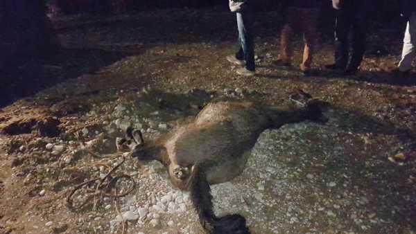 Kesilen onlarca atın etleri kayıp